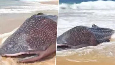 Whale Shark Washes Ashore in Tamil Nadu’s Kanyakumari After Allegedly Getting Trapped in a Fishing Net (Watch Video)