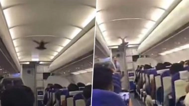 Pigeon in IndiGo Flight: Chaos As Bird Enters Bengaluru-Vadodara IndiGo Flight Before Take-Off, Video Goes Viral
