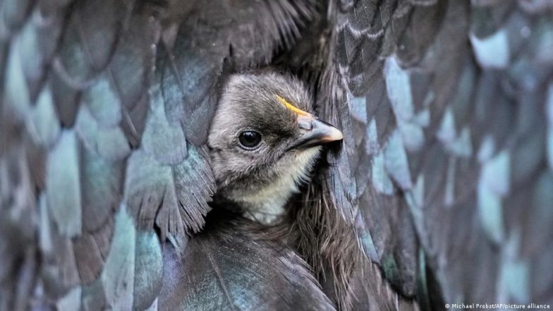 Virus Has Killed Almost 9 Million Birds ― and Counting