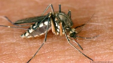 Mosquitoes: The Most Dangerous Animals in the World?