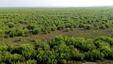 India News | Gujarat Expands Mangrove Cover, Strengthens Natural Coastal Shield