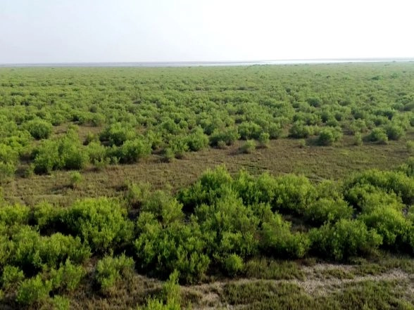 India News | Gujarat Expands Mangrove Cover, Strengthens Natural Coastal Shield