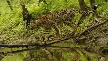 India News | PM Modi Extends Wishes on International Cheetah Day; Praises Wildlife Lovers, Conservationists