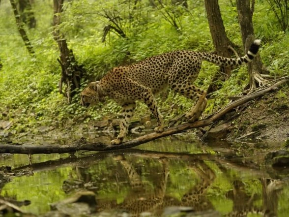 India News | PM Modi Extends Wishes on International Cheetah Day; Praises Wildlife Lovers, Conservationists