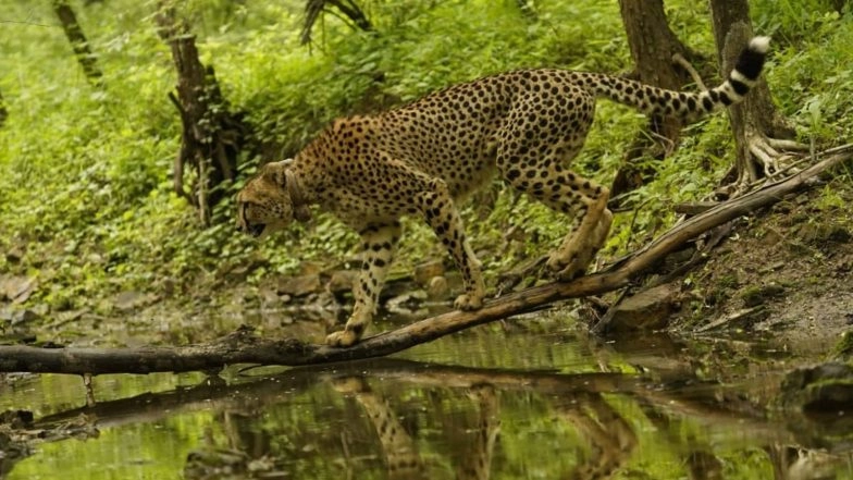 India News | PM Modi Extends Wishes on International Cheetah Day; Praises Wildlife Lovers, Conservationists