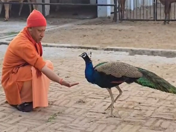India News | UP CM Adityanath Feeds Peacock During 'gauseva' at Gorakhnath Temple