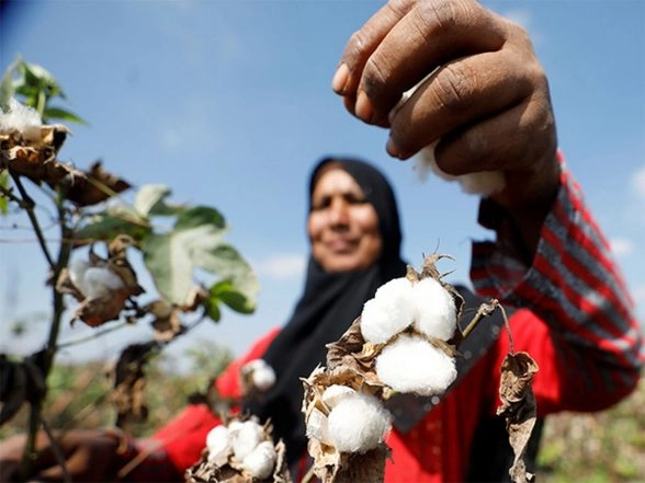 World News | Pakistan's Cotton Industry Crumbles Amid Government Apathy, Crushing Economic Pressures