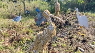 Entertainment News | Assam's Majuli Hosts 'Charaichung Festival' to Revive Asia's First Protected Royal Bird Sanctuary
