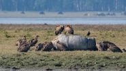India News | Kaziranga National Park Gets 35 Critically Endangered Vultures