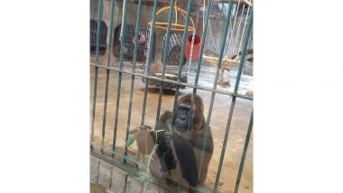 Business News | World Animal Protection Calls for Enhanced Institutionalized Protection of Animals