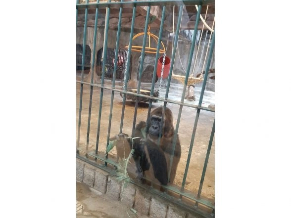 Business News | World Animal Protection Calls for Enhanced Institutionalized Protection of Animals