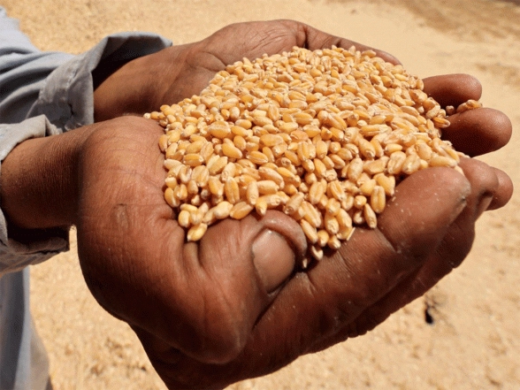 Business News | CEEW Flags Poor-quality Protein Intake Among Indians, Says Nearly 50% Still Coming from Cereals