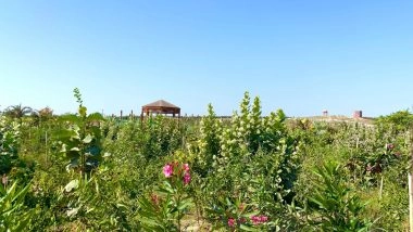 India News | Green Gujarat, Viksit Gujarat: State Records Plantation Across 1.04 Lakh Hectares of Forest Area in Last 3 Years