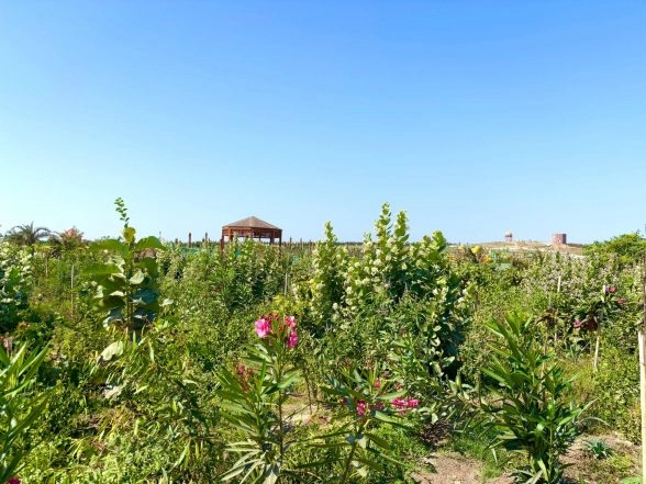 India News | Green Gujarat, Viksit Gujarat: State Records Plantation Across 1.04 Lakh Hectares of Forest Area in Last 3 Years