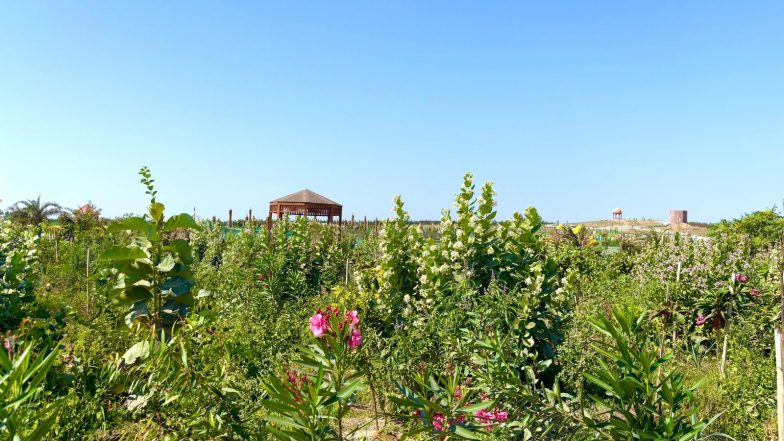 India News | Green Gujarat, Viksit Gujarat: State Records Plantation Across 1.04 Lakh Hectares of Forest Area in Last 3 Years