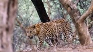 India News | Maharashtra: Leopard's Jaws Can't Quell 5-year-old's Will to Live!