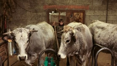 World News | French Govt to Vaccinate 1mn Cattle Against Lumpy Skin Disease