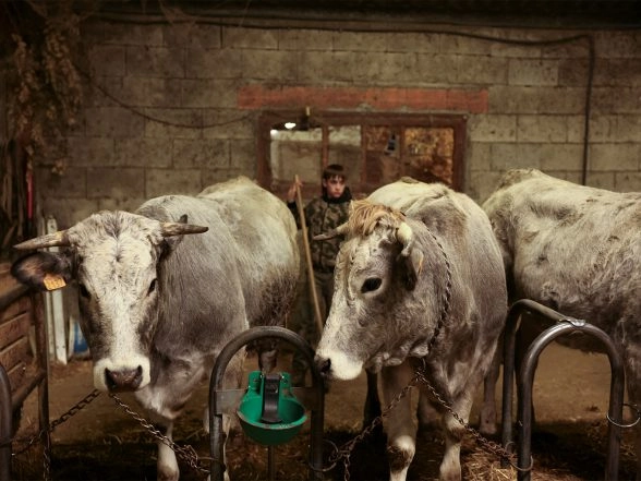 World News | French Govt to Vaccinate 1mn Cattle Against Lumpy Skin Disease