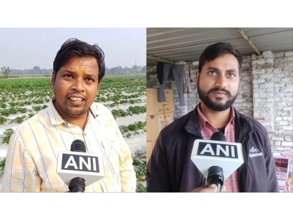 Business News | Urban E-commerce Boosts Rural Farmers' Income in UP's Sambhal with Rising Strawberry Demand
