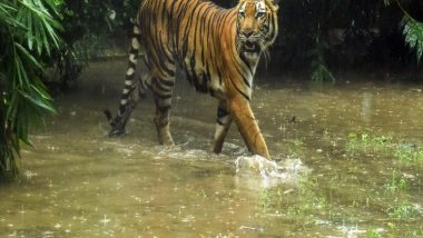 World News | Nationwide Tiger Census Begins in Nepal with 1,100 Camera Traps