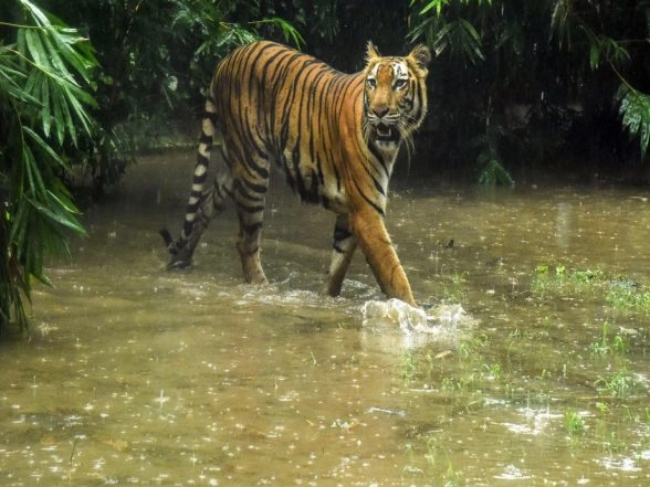 World News | Nationwide Tiger Census Begins in Nepal with 1,100 Camera Traps