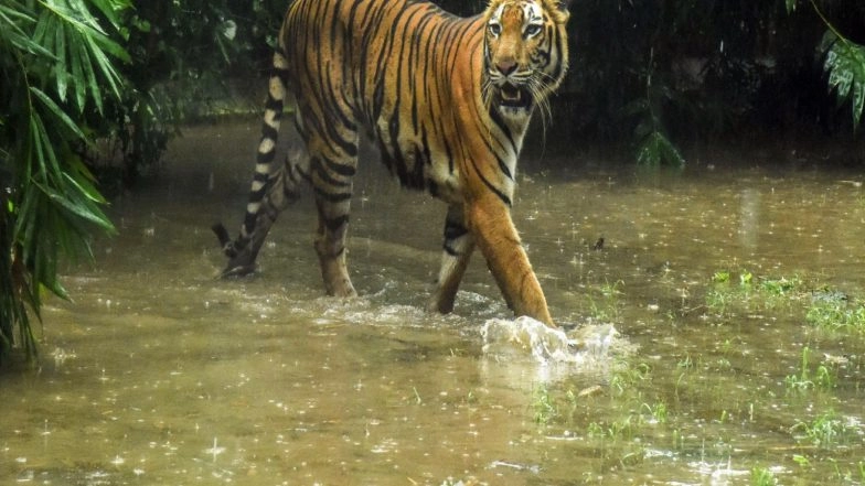 World News | Nationwide Tiger Census Begins in Nepal with 1,100 Camera Traps