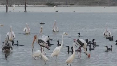 India News | Thoothukudi Salt Pans Turn into a Haven for Water Birds Amidst Heavy Rainfall