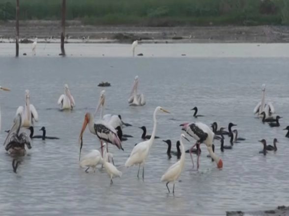 India News | Thoothukudi Salt Pans Turn into a Haven for Water Birds Amidst Heavy Rainfall