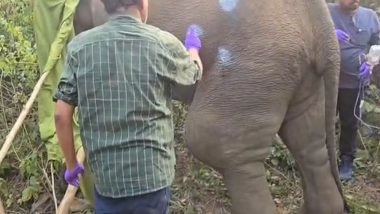 India News | Odisha: Veterinary Team Treats Injured Elephant in Bhubaneswar's Chandaka Reserve Forest