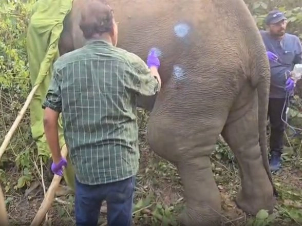 India News | Odisha: Veterinary Team Treats Injured Elephant in Bhubaneswar's Chandaka Reserve Forest