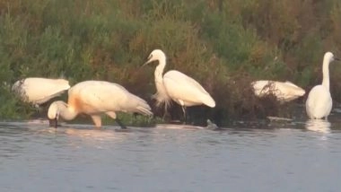 India News | Large Flocks of Rare Migratory Birds Spotted in Thoothukudi