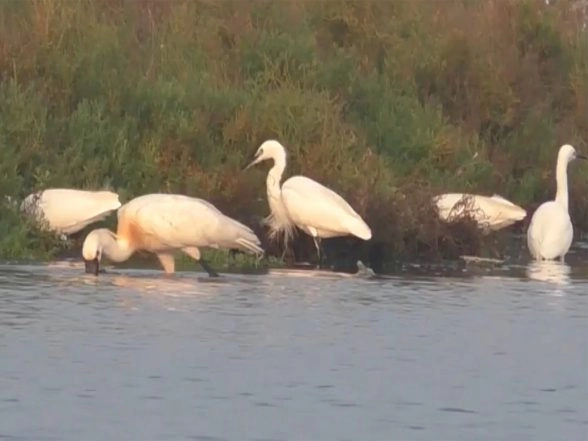 India News | Large Flocks of Rare Migratory Birds Spotted in Thoothukudi