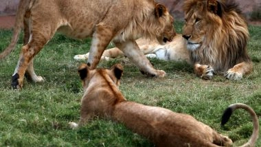 World News | Al Ain Zoo Records 390 Animal Births in 2025