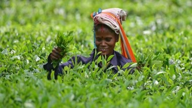 India News | Beverages Made from Camellia Sinensis...: FSSAI Clarifies on Use of Term 'Tea' on Packaging and Labelling