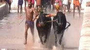 India News | 150 Pairs of Buffaloes Participate in the 9th Edition of Mangaluru Kambala