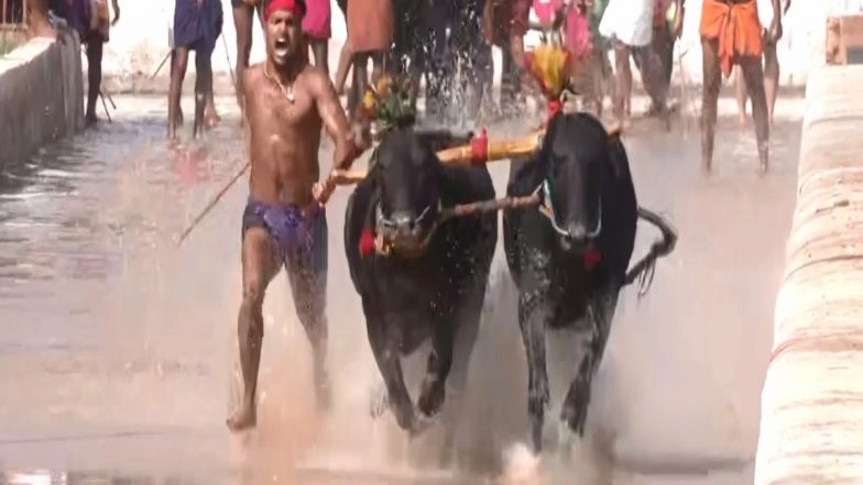 India News | 150 Pairs of Buffaloes Participate in the 9th Edition of Mangaluru Kambala