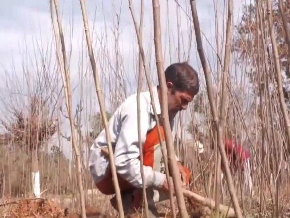 India News | J-K:Over 1 Lakh Mulberry Saplings Distributed in Udhampur Under HDB Scheme