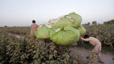 World News | Policy Paralysis Chokes Cotton Trade, Puts Pakistan's Export Economy in Jeopardy