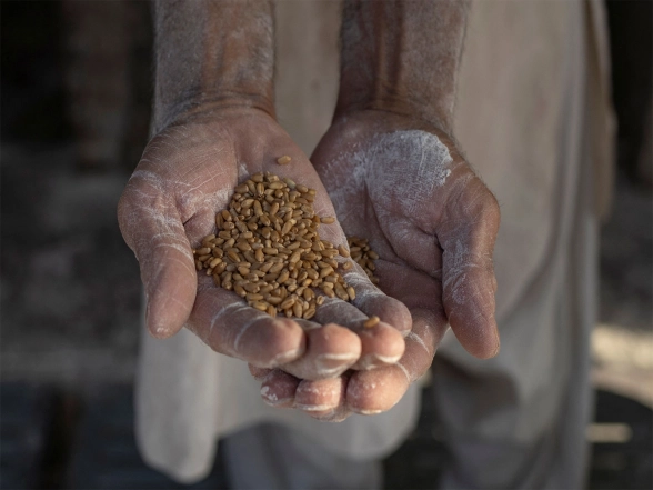World News | Flour Crisis Deepens in Pakistan as Corruption Stalls Wheat Supply
