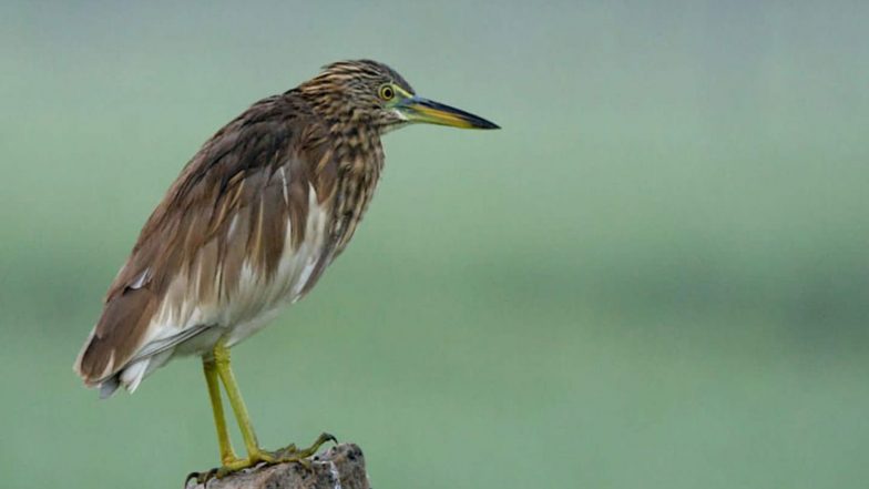 India News | Tamil Nadu: Wetland Bird Census Conducted Across 20 Wetlands in Trichy District