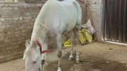 India News | Lucknow Police Recovers Stolen Iranian Breed Horse Named Duldul