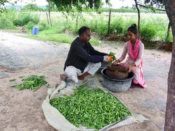India News | Gujarat Tops Okra Cultivation; Saurashtra-Kutch Produces 1.5 Lakh Tonnes Across 14,000 Hectares in 2024-25
