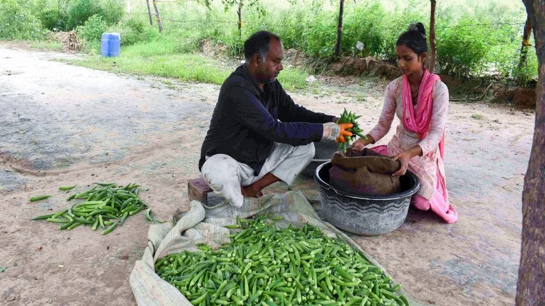 India News | Gujarat Tops Okra Cultivation; Saurashtra-Kutch Produces 1.5 Lakh Tonnes Across 14,000 Hectares in 2024-25