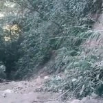 Arunachal Pradesh Road Accident: Truck Carrying 22 Labourers From Assam Falls Into Deep Gorge Between Hayuliang and Chakla, All Feared Dead (Watch Video)