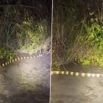 Banded Krait Video: IFS Officer Parveen Kaswan Spots Highly Venomous Snake During Night Patrolling, Netizens React as Clip Goes Viral