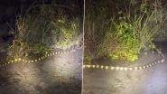 Banded Krait Video: IFS Officer Parveen Kaswan Spots Highly Venomous Snake During Night Patrolling, Netizens React as Clip Goes Viral