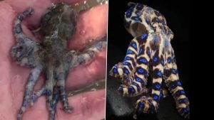 Blue-Ringed Octopus in Philippines: British Man Plays With World's Deadliest Octopus During Vacation, Calls Experience 'Close Encounter With Death' (Watch Video)