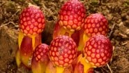 Balanophora Plants Break Botanical Rules, Surviving Without Sunlight or Sex; Scientists Explain How