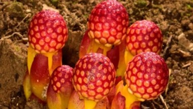 Balanophora Plants Can Live Without Sunlight or Sex, New Research Finds