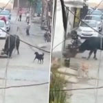 Bulandshahr: Bull Chases and Attacks Elderly Man in Uttar Pradesh After Being Hit With Stone, Disturbing Video Surfaces